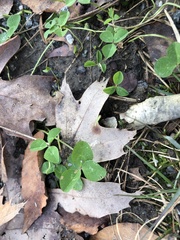 Trifolium repens