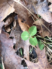 Trifolium repens