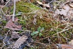 Fissidens bushii