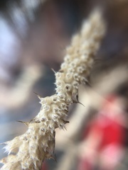 Elsholtzia ciliata