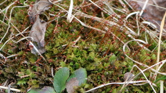 Fissidens bushii