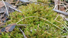 Fissidens bushii