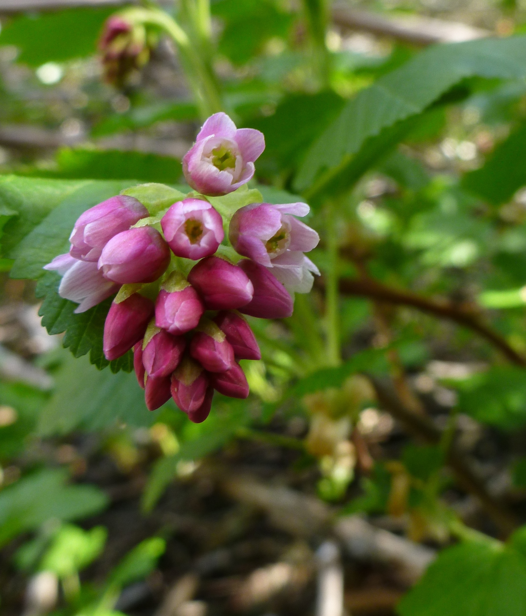 Ribes nevadense