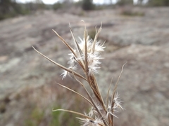 Cymbopogon obtectus
