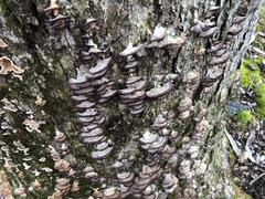 Trichaptum biforme