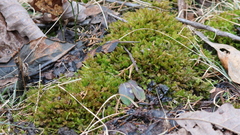 Fissidens bushii