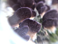 Trichaptum biforme