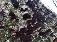 Trichaptum biforme