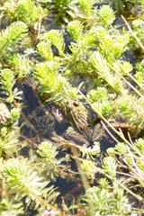 Lithobates neovolcanicus
