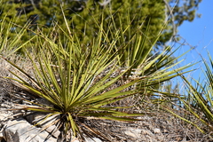 Yucca reverchonii