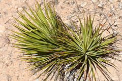 Yucca reverchonii