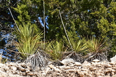 Yucca reverchonii
