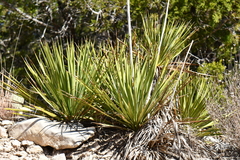 Yucca reverchonii