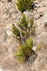 Yucca reverchonii