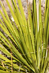 Yucca reverchonii