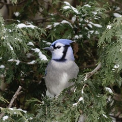 Cyanocitta cristata bromia