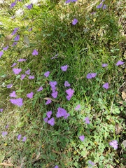 Thysanotus racemoides