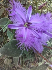 Thysanotus racemoides