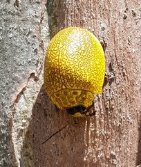 Paropsis bella