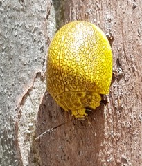 Paropsis bella