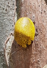 Paropsis bella