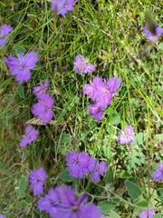 Thysanotus racemoides