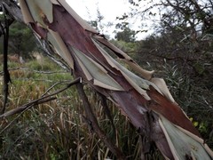 Leptospermum brachyandrum