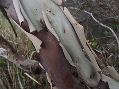 Leptospermum brachyandrum