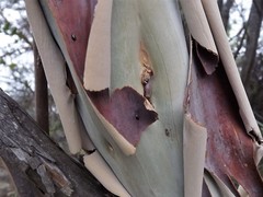 Leptospermum brachyandrum