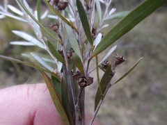 Leptospermum brachyandrum
