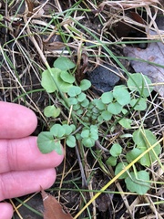 Cardamine hirsuta