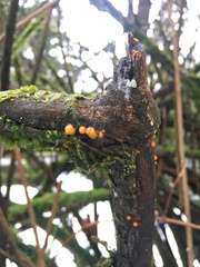 Dacrymyces stillatus