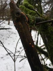 Dacrymyces stillatus