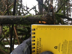 Dacrymyces stillatus