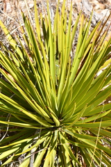 Yucca reverchonii