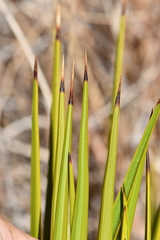 Yucca reverchonii
