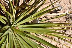 Yucca reverchonii