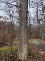 Quercus alba