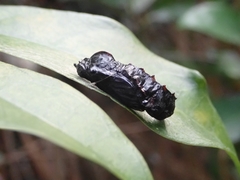 Delias pasithoe