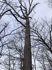 Quercus alba