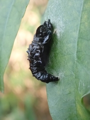 Delias pasithoe