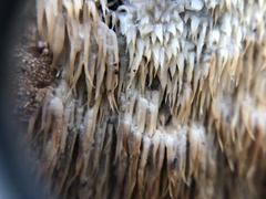 Radulomyces copelandii