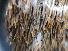 Radulomyces copelandii