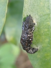 Delias pasithoe