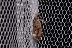 Lichenaula phloeochroa