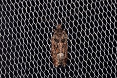 Lichenaula phloeochroa