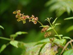 Rumex nepalensis