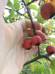 Crataegus suborbiculata