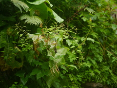 Rumex nepalensis