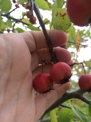 Crataegus suborbiculata